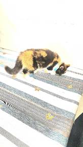 BSH mix persian flat face