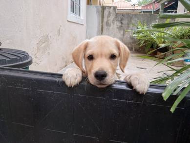 Quality Champion BigBone n Head labrador Retriever