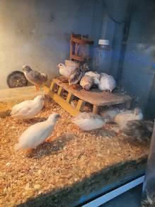 rutin chicken japanese quail mini
