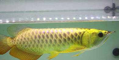 arowana blue base crossback 10 inch-wholesale