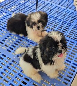 Shih tzu Puppy