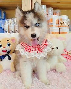 Husky