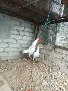 Ayam Ko Shamo 