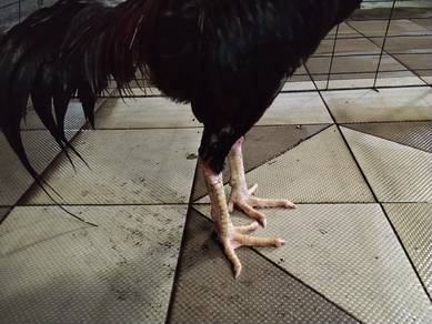 Ayam sabung 