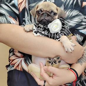 Pug