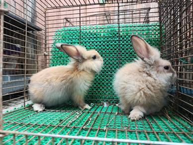 Anak Arnab Mix Lionhead