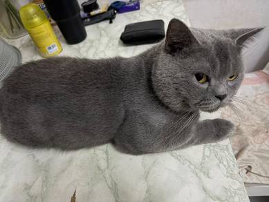 British Short Hair cat