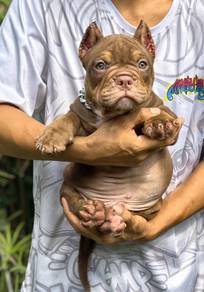 AMERICAN BULLY PUPPIES D89 🐻 Available Exotic