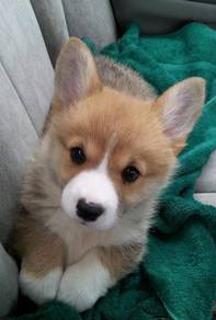 F1389 Dreamy Corgi Long Body Short Legs Dog Dog