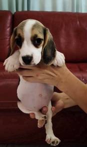 Beagle MKA Pup