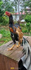 Ayam ratu lhk 