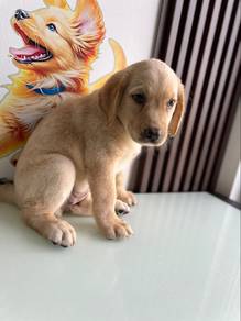 cream Labrador Retriever 2