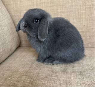 Holland Lop Rabbit Female