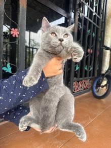 Bsh