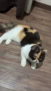 Calico BSH
