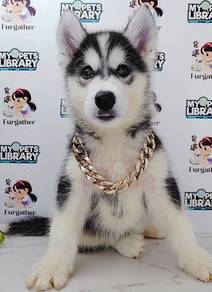 Wooly Husky