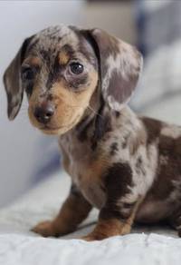 HHT-6020 Mini Dachshund short haired choc dapple