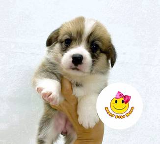 Hy_UUP123 Welsh Corgi puppies dogs