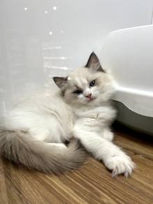 Ragdoll