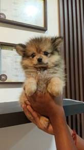 Pomeranian 