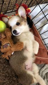 Dreamy Corgi Cute Fluffy Butt Puppy Baby Dog