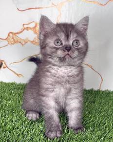 BSH Silver smoke male