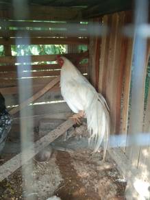 ayam