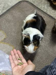 guinea pig