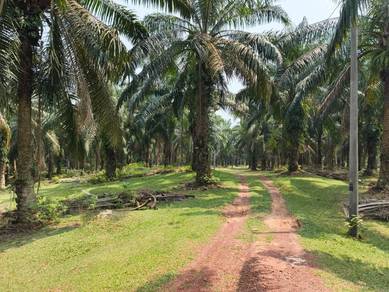Agricultural Land in Temerloh, PHG