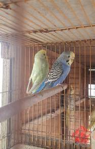 Burung