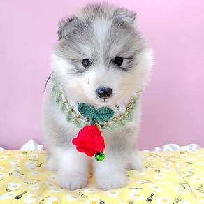 Husky