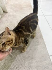 Beautiful Male Bengal Cat - Marble Coat 🐅
