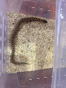 Hoonose snake classic Hot for sale