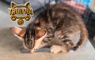 Anak KUCING MARBLE untuk dimiliki KITTEN REHOME