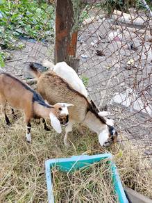 kambing 