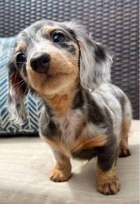 HHT-70 #MKA Mini Dachshund Dapple haired puppies