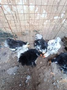 Ayam Pekin Bantam / Mini Cochin