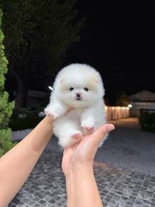 Pomeranian Tiny  Male Puppy PROMO