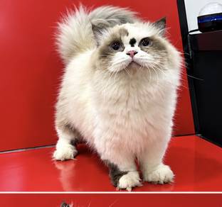 ragdoll munchkin supershort female
