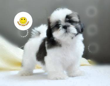 WW23366 Shih Tzu long haired furry dog 2 months