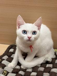 Domestic Short hair