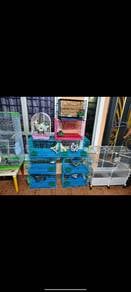 Sugar glider Bussines utk dilepaskan