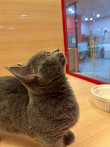 Gray Munchkin short hair kitten