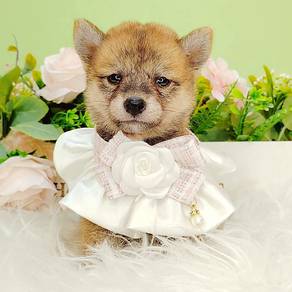 Shiba