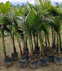 Kelapa Pandan 5 kaki 6 kaki