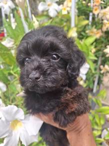 Maltipoo