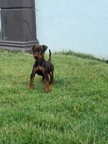 Mini Pinscher puppy