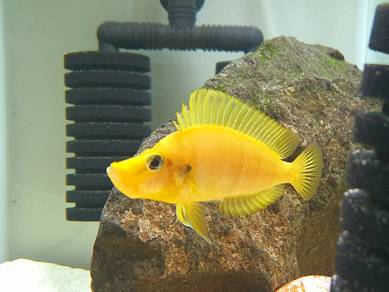 Altolamprologus compreciceps Mandarin 