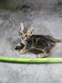 Marble munchkin kitten