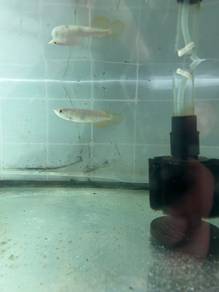 Arowana MGBB